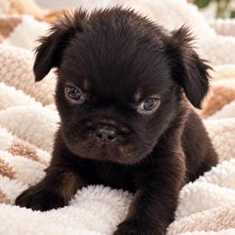 Boy 3 - Liver male French Bulldog puppy in Norwalk, Ohio from The Frenchie Ravine Connection LLC