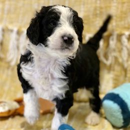 Aussiedoodle, Goldendoodle, and Sheepadoodle Puppies from The Yuppy Puppy Doodle Company