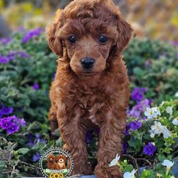Stella - Red  female Poodle puppy in Salem, Missouri from Meadowbrook Poodles