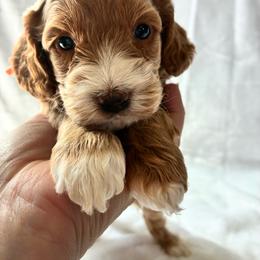 Grace - Golden female Cockapoo puppy in Adrian, Oregon from ApplebyFarm