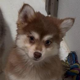 Porsche - Chocolate female Pomsky puppy in Spring Hill, Florida from PDQ Pomskies