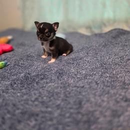 Cadbury - Black and tan male Chihuahua puppy in Demorest, Georgia from Sourpatch Chihuahuas