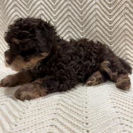 Kiara - Red tri-color female Aussiedoodle puppy in Rainbow City, Alabama from Creek Bend Farm