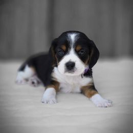 Companion Cross puppies from Katie's Pups