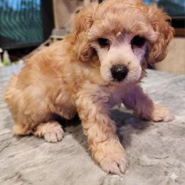Windy - Apricot female Poodle puppy in Harrisonville, Missouri from Kurly Q Poodles