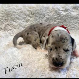 Fuscia - Mantle merle female Great Dane puppy in Liberty, New York from Catskills Greatest Danes