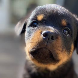 Pink: reserved - Allison - Black and mahogany Rottweiler puppy in Linthicum, Maryland from Of The Saints Kennels
