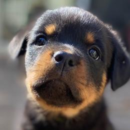 Pink: reserved - Allison - Black and mahogany Rottweiler puppy in Linthicum, Maryland from Of The Saints Kennels