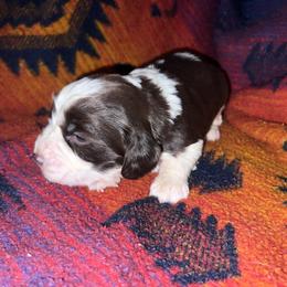Bolden - Liver and white male English Springer Spaniel puppy in Liverpool, Pennsylvania from Breezy Acres Stock & Sporting Dogs