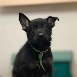 Green - Bi-color female German Shepherd puppy in Pendleton, South Carolina from DogSmith Purebreds