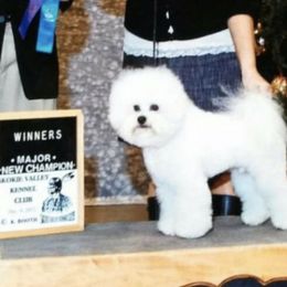 Australian Cattle Dogs and Bichon Frises from Tagalong & Whimsical Kennel