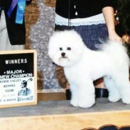 Australian Cattle Dogs and Bichon Frises from Tagalong & Whimsical Kennel