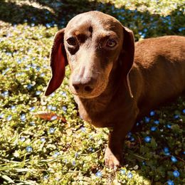 Dachshunds from Mini Dixie’s of Eastern KY