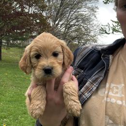 Aussiedoodle and Goldendoodle Puppies from Classic City Doodles