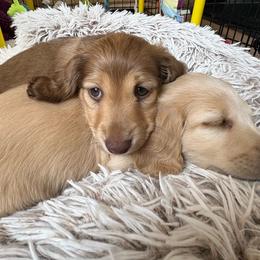 Chocolate Based Shaded Cream Female - Cream female Dachshund puppy in Spanish Fork, Utah from Lunceford Dachshunds