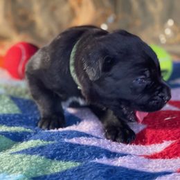 Boy 4 - Black Cane Corso puppy in Weimar, Texas from Cane Corso Authority