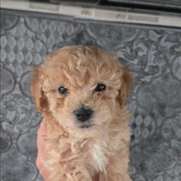 Cougar - Apricot male Poodle puppy in Mapleton, Utah from Caboodles Of Poodles