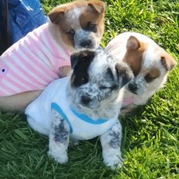 Australian Cattle Dogs from Grizzly Hollow Farm