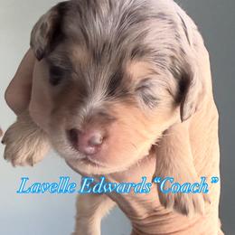 Coach - Merle male Cavapoo puppy in Centerville, Utah from Beehive Fur Friends