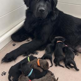 Newfoundland Puppies from Gable's Homegrown Pawprints