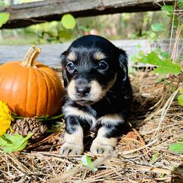 Dachshund Puppies from Treasure Dachshunds