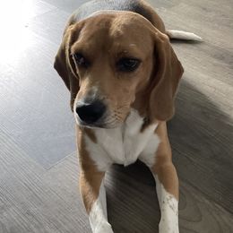 Beagles from Dior & Gunner's beagle adventure