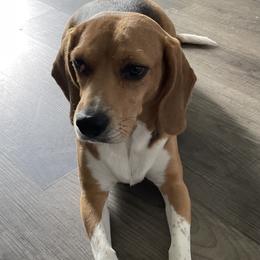 Beagles from Dior & Gunner's beagle adventure