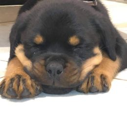 Rottweiler Puppies from Bronx Von Bridges Rottweilers
