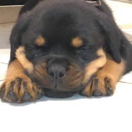 Rottweiler Puppies from Bronx Von Bridges Rottweilers