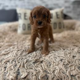 Jam - Red female Cavapoo puppy in Mayo, Florida from Kingston’s Cavaliers