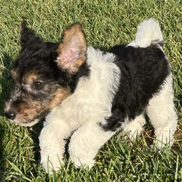 Wire Fox Terrier Puppies from Lisa Ellis