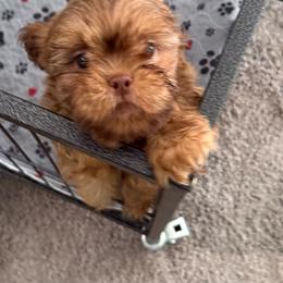 Raleigh - Liver male Shih Tzu puppy in Stafford, Virginia from Bayview Pups