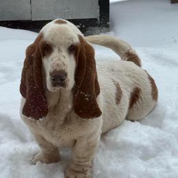 Okie - Basset Hound