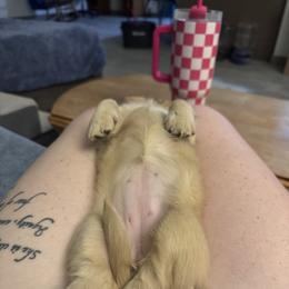 Dachshund Puppies from Diddle Bros Dachshunds
