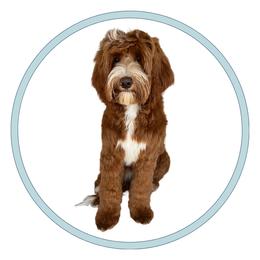 Brody - Goldendoodle