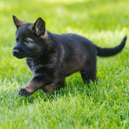 German Shepherd Puppies from Faoladh German Shepherds