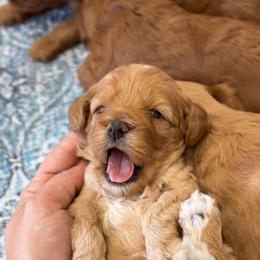 Poppy - Golden female Cockapoo puppy in Pledger, Texas from Sugarbear Cockapoos