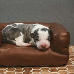 Girl 1 - Slate female Border Collie puppy in Mariposa, California from Team Reeves Ranch