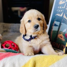 Golden Retriever Puppies from TaylerMade Goldens
