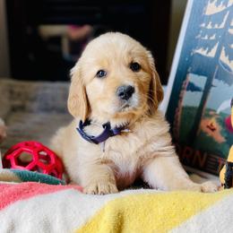 Golden Retriever Puppies from TaylerMade Goldens