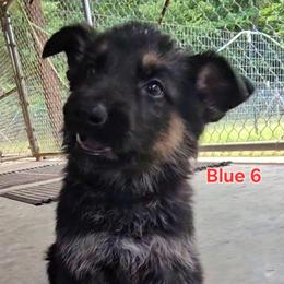 Boy 1 Blue - Black and tan male German Shepherd puppy in Rome, Georgia from Patriot Shepherds