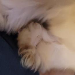 Maggie - Shih Tzu