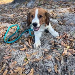 Boq Boy - White and red male Nederlandse Kooikerhondje puppy in Gainesville, Florida from Ambermoon Kooikerhondje Blackamber Greater Swiss Mountain Dogs