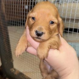 Caroline - Red female Dachshund puppy in Goldthwaite, Texas from Mini Mama Dachshunds