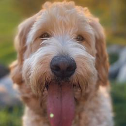 Alice - Goldendoodle