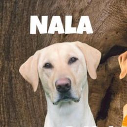 Labrador Retrievers from Fauleen Lucero