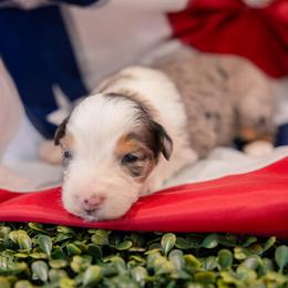 BETSY ROSS - Red merle female Australian Shepherd puppy in Markleville, Indiana from Take Five Aussies