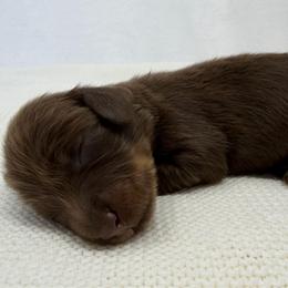 Prince - Chocolate and tan male Dachshund puppy in Pulaski, Tennessee from Billboard Doxies