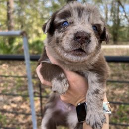 Australian Shepherds from Central Florida Australian Shepherds