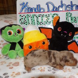 Girl 1 - Dachshund puppy in Wappapello, Missouri from Kandb Dachshunds